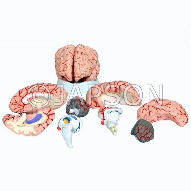 Model, Human Brain Model, Human Brain